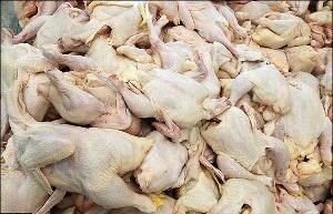 کشف بیش از ۲ تن مرغ احتکار شده از کشتارگاهی در گیلان