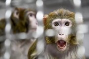 واکنش عجیب میمون ها به مرد گوریل نما / فیلم