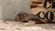حمله موش‌ها به انبارهای غله در استرالیا / فیلم