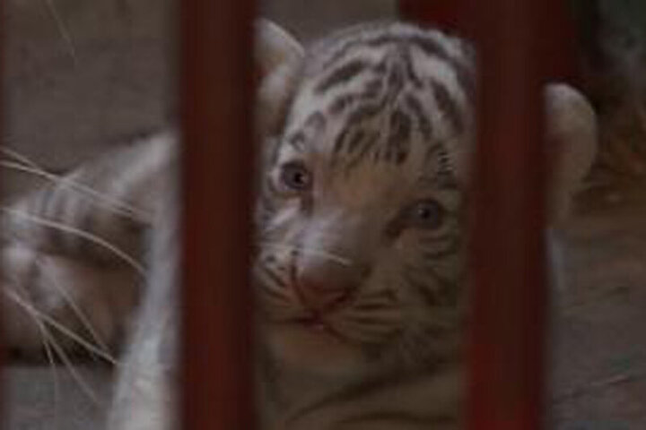 لحظه تولد توله ببر سفید و نادر در باغ وحش کوبا / فیلم