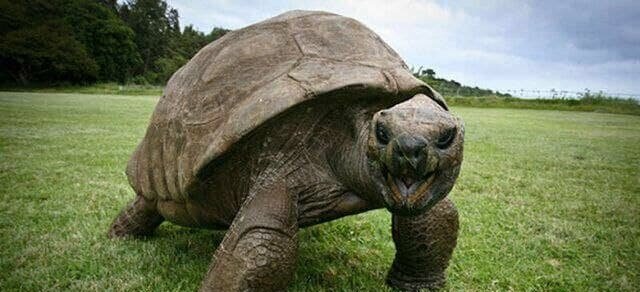 جاناتان لاک‌پشت ۱۸۸ساله؛ مسن‌ترین حیوان روی خشکی / تصاویر