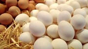 تخم‌مرغ ارزان شد/ هر شانه ۳۰ عددی ۳۵۰۰ تومان کاهش یافت