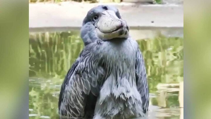 ویدئویی جالب از زشت‌ترین پرنده دنیا