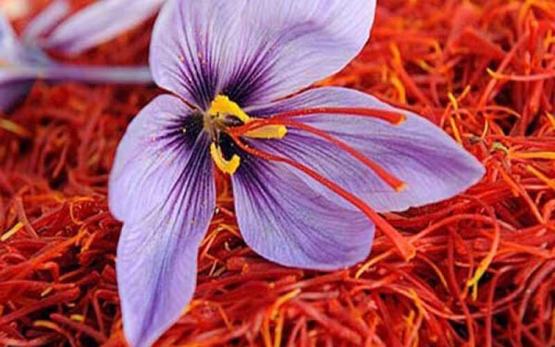 آموزش کاشت زعفران در گلدان و باغچه منزل | زمان مناسب جهت کاشت زعفران