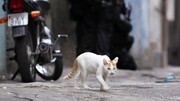 دستگیری گربه حامل موادمخدر به زندان / فیلم