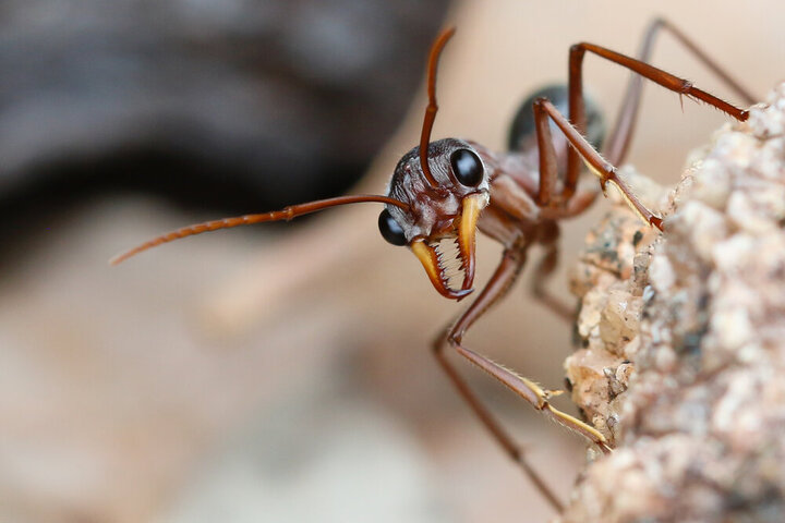 تصاویری باورنکردنی از حمله مورچه گرسنه به یک مار/فیلم