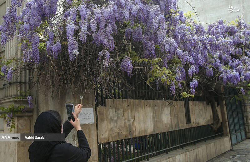 گزارش تصویری از کوچه‌های اقاقیا در قلب تهران
