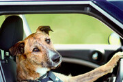 رانندگی یک سگ باهوش در نیوزلند / فیلم