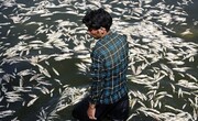 تلف شدن هزاران ماهی در زاینده رود/ تصاویر