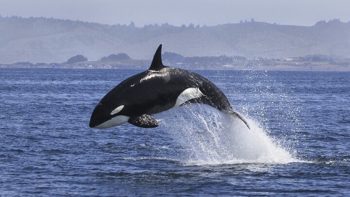حقایقی جالب از زندگی نهنگ ها که از آن بی اطلاعید / تصاویر