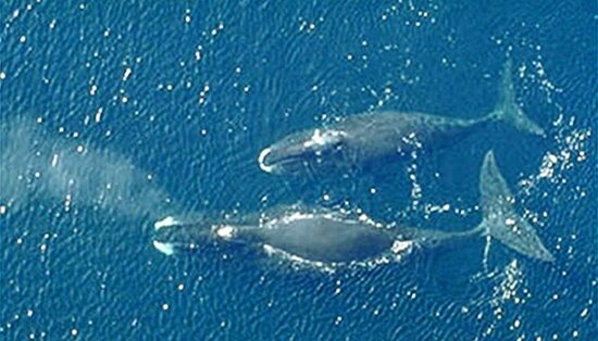 حقایق شگفت انگیز درباره نهنگ ها + عکس