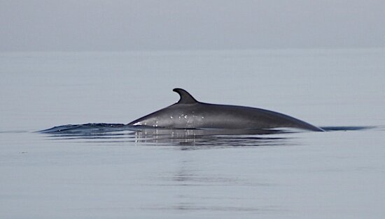 حقایق شگفت انگیز درباره نهنگ ها + عکس