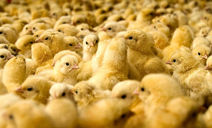 ثبات قیمت مرغ در بازار/ قیمت جوجه یک روزه ۶ هزار و ۵۰۰ تومان