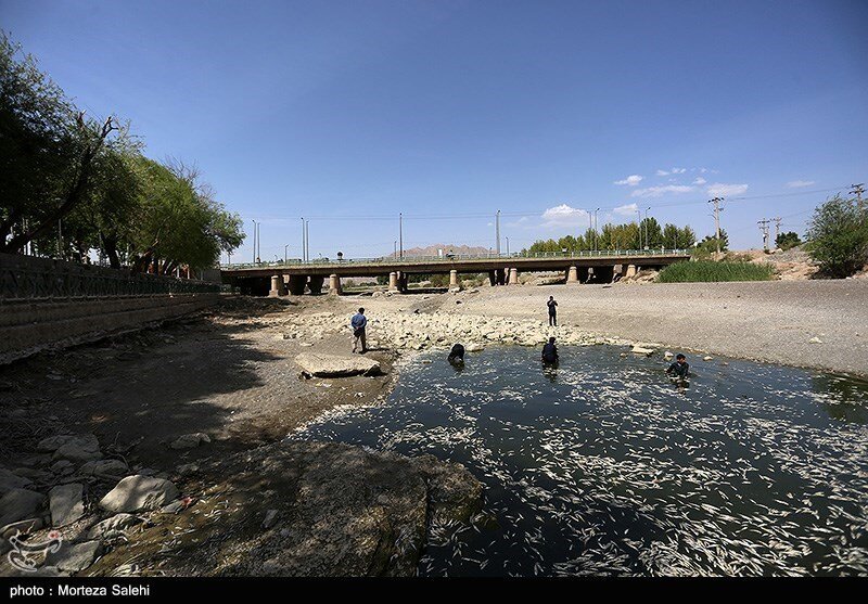 مرگ تلخ هزاران ماهی در حاشیه زاینده‌رود / تصاویر