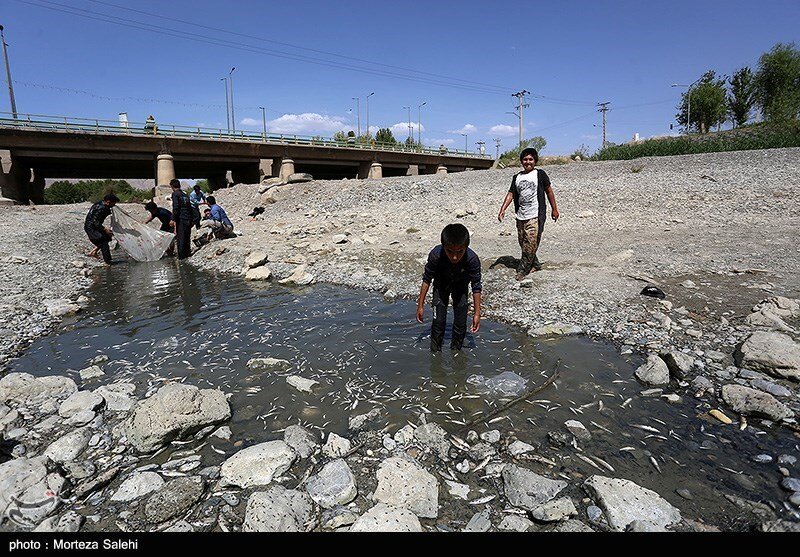 مرگ تلخ هزاران ماهی در حاشیه زاینده‌رود / تصاویر