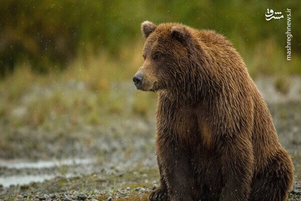 دویدن جالب خرس‌ قهوه‌ای در طبیعت / فیلم