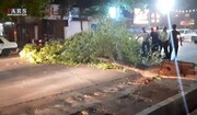 شکست درختان و  خسارت به خودروها در یزد به دلیل طوفان / فیلم