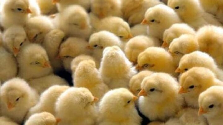 قیمت جوجه یکروزه به ۷۰۰۰ تومان رسید / هشدار درباره کاهش دوباره تولید مرغ در کشور
