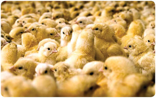 بحرانی که موجب گران شدن مرغ در ۴۰ روز آینده می‌شود