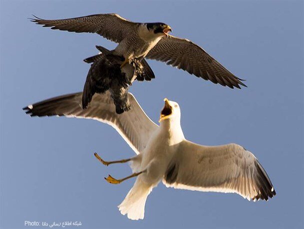 درگیری مرغ دریایی و شاهین در آسمان / تصاویر