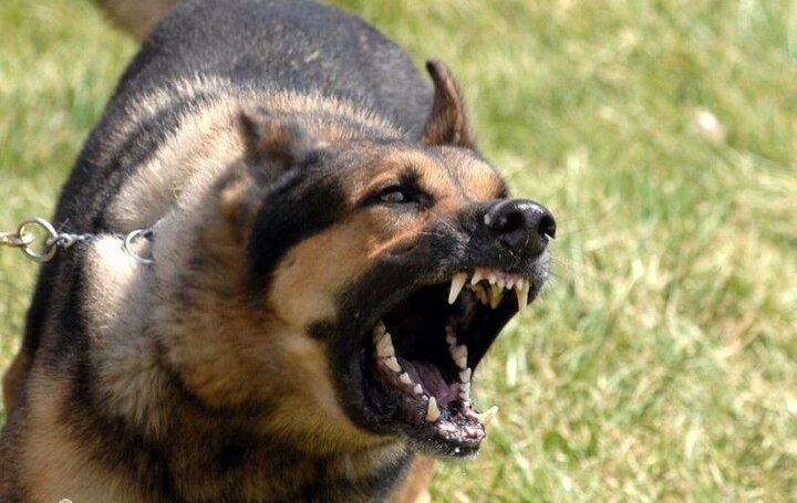 حمله مرگبار سگ‌های وحشی به یک مرد ۳۹ ساله‌ در شاهین شهر