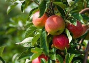 تقویت سیستم ایمنی بدن با خوردن این میوه