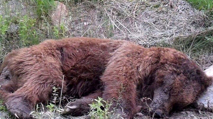 کشته‌شدن خرس قهوه‌ای در سمیرم با شلیک گلوله / عکس