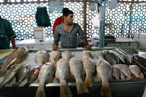 کاهش مصرف ماهی به ۵۰ درصد رسید