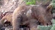ویدئویی از کشتن خرس قهوه‌ای در ارتفاعات دنا / فیلم