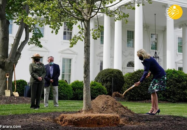 درختکاری همسر رییس جمهور آمریکا با کفش پاشنه بلند / فیلم