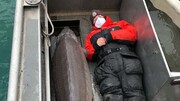 صید پیرترین ماهی جهان از یک رودخانه