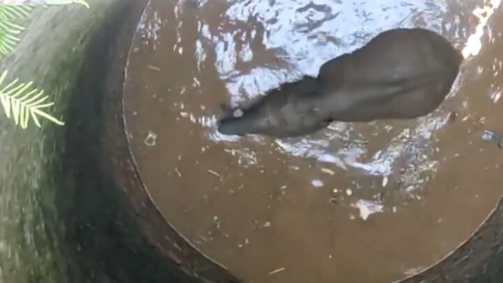 نجات بچه فیل از چاه عمیق و پر آب / فیلم