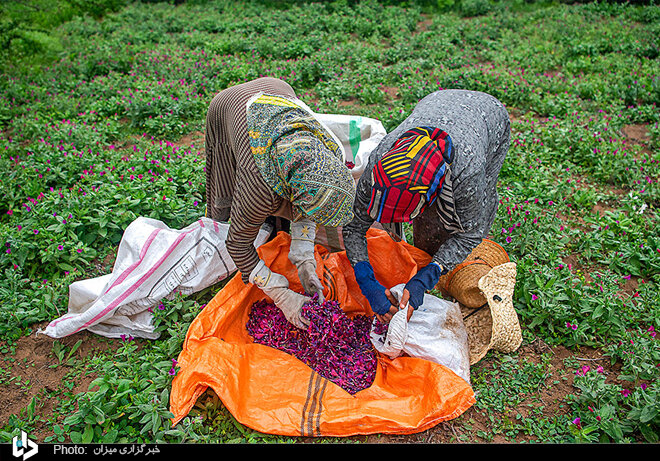 برداشت گل گاوزبان در استان‌های شمالی/ تصاویر
