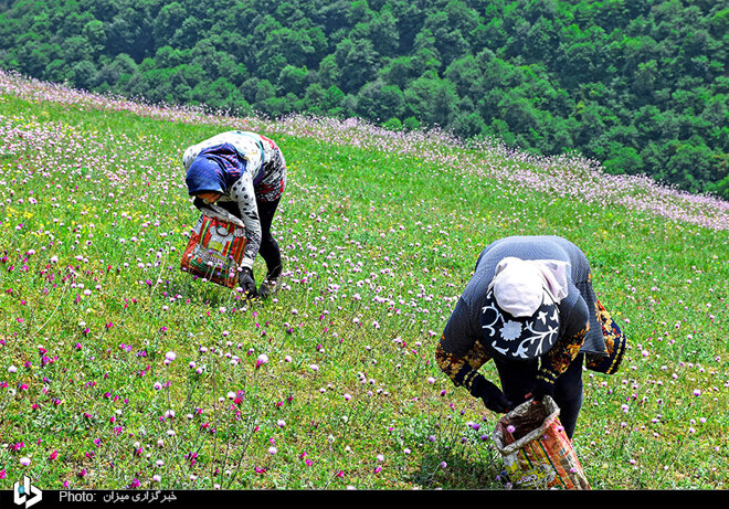 برداشت گل گاوزبان در استان‌های شمالی/ تصاویر