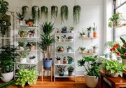 گیاهانی که نگهداری از آن‌ها در خانه آسان است