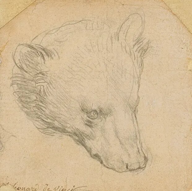 عکس | خرس ۱۷ میلیون دلاری لئوناردو داوینچی