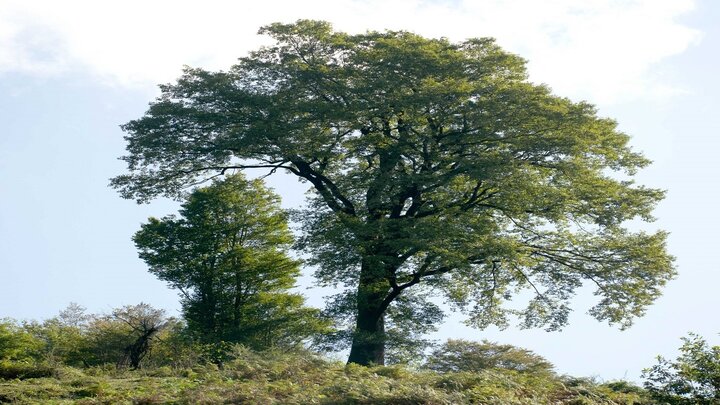  بلند قامت‌ ترین درخت ایران شناسایی شد