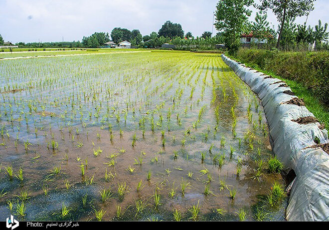 کاشت سنتی برنج توسط شالی‌کاران گیلانی / تصاویر