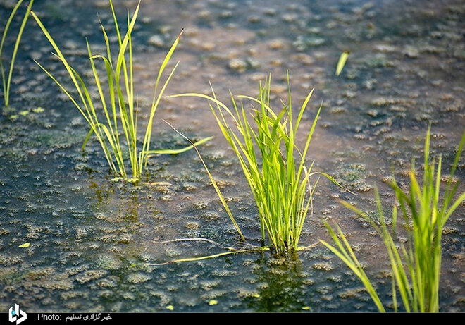 کاشت سنتی برنج توسط شالی‌کاران گیلانی / تصاویر