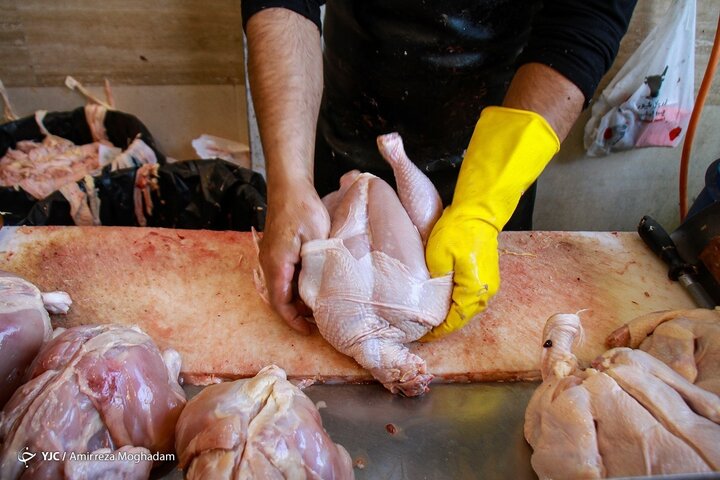 روزانه یک هزار و ۱۰۰ تن مرغ در تهران عرضه می‌شود