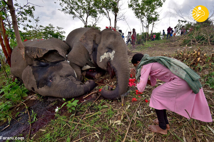 ویدئو تلخ از مرگ دردناک ۱۸ فیل بر اثر صاعقه / فیلم