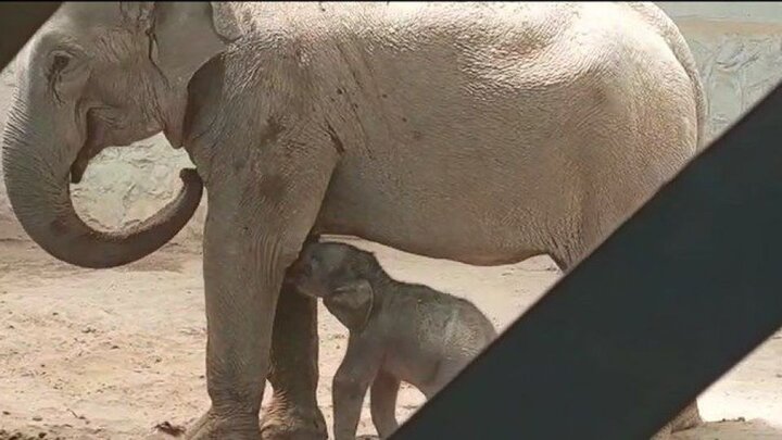 تولد اولین فیل در تاریخ ایران / فیلم
