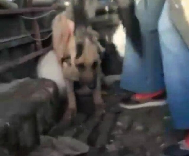 ماجرای ویدئوی جنجالی درباره سگ‌کشی توسط شهرداری تبریز چه بود؟