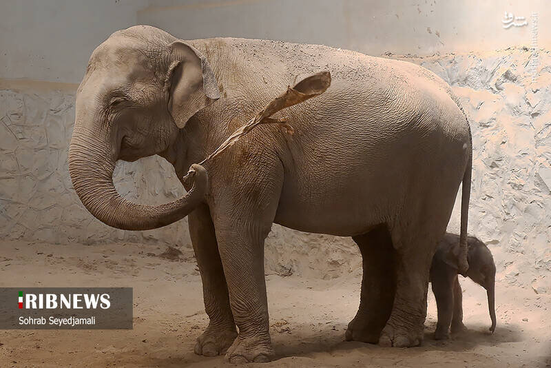 گزارش تصویری از تولد نخستین فیل در ایران 