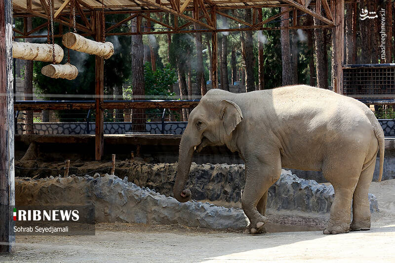گزارش تصویری از تولد نخستین فیل در ایران 