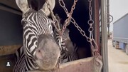 یکی از دو ماده گورخر آفریقایی باغ‌ وحش صفادشت تلف شد
