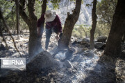 گزارش تصویری از آتش سوزی جنگل‌های بلوط‌های در زاگرس