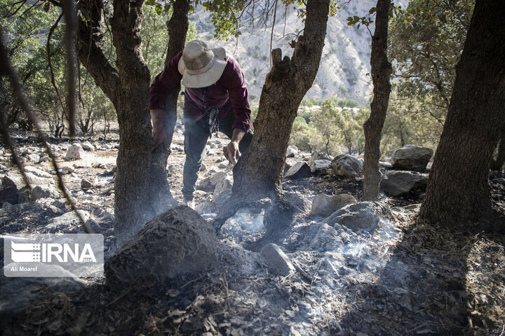گزارش تصویری از آتش سوزی جنگل‌های بلوط‌های در زاگرس
