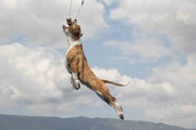 پرواز عجیب یک سگ باهوش در آسمان! / فیلم