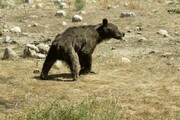 درآوردن خار از چشم توله خرس نالان‌ در کوه‌های زاگرس / فیلم